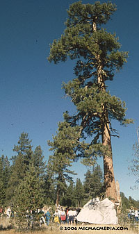 Donner tree and lean-to ID200