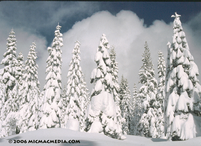 Nugget #55 B Snow covered trees000-01