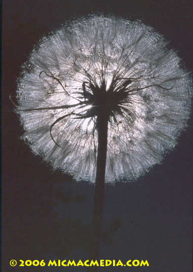 Nugget #77 B Dandelion 2 silhuouette