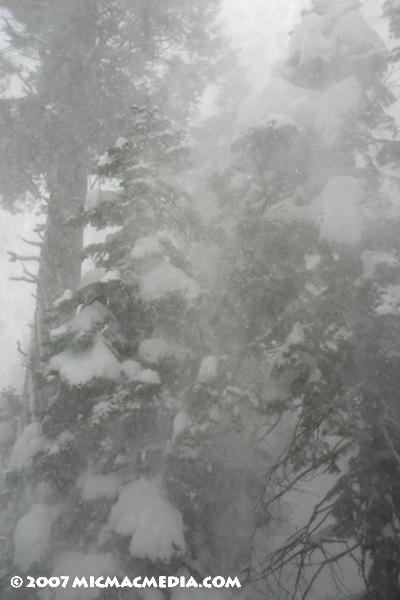 Nugget #105 B Windblown snow trees 2-25-07 Nugget #105 B Windblown snow trees 2-25-07