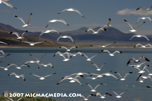 Nugget #113 B Mono seagulls 2 Nugget #113 B Mono seagulls 2