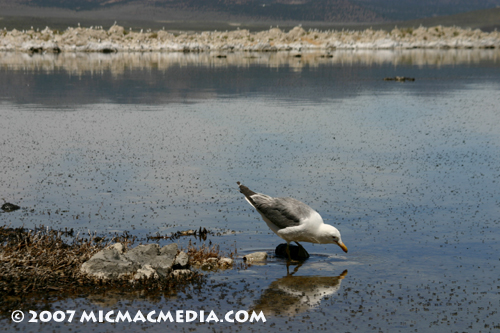 Nugget #113 C Sea Gull logo feeding Mono Lake copy Nugget #113 C Sea Gull logo feeding Mono Lake copy
