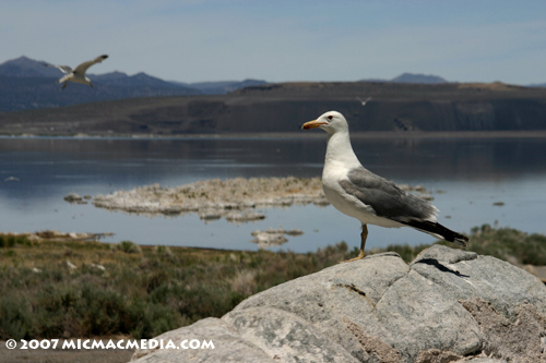 Nugget #113 D Gull logo reigns over Mono Nugget #113 D Gull logo reigns over Mono