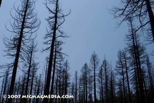 Nugget-#117-D-Canopy-gone Nugget-#117-D-Canopy-gone