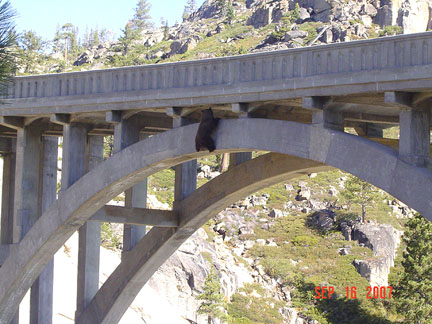 9-16-07 Bear rescue A Nugget #121 9-16-07 Bear rescue A Nugget #121