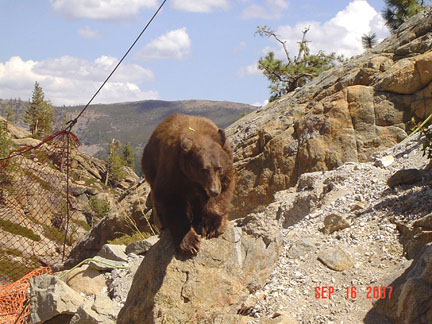 9-16-07 Bear rescue E Nugget #121 9-16-07 Bear rescue E Nugget #121