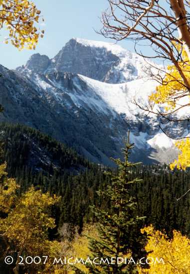 Nugget #123 A Wheeler Peak foliage Nugget #123 A Wheeler Peak foliage
