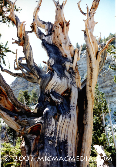 Nugget #123 C Bristlecone tree 2 Nugget #123 C Bristlecone tree 2