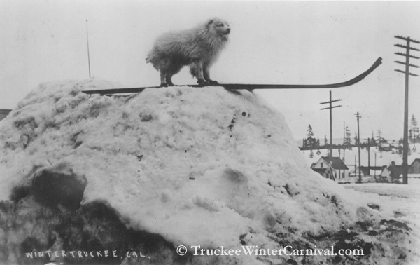 Nugget #131 D Canine Skier Nugget #131 D Canine Skier