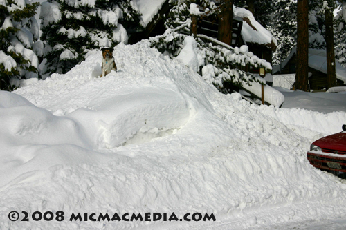 Nugget 132 E Dog on snow pile copy Nugget 132 E Dog on snow pile copy