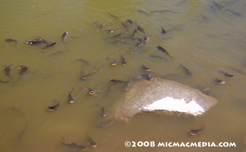Nugget #146 F Catfish feeding frenzy Nugget #146 F Catfish feeding frenzy