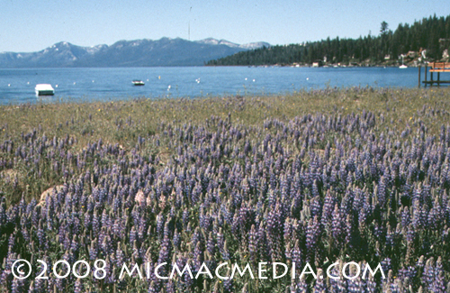 Nugget #150 C Lupine fields in late 1980s Nugget #150 C Lupine fields in late 1980s