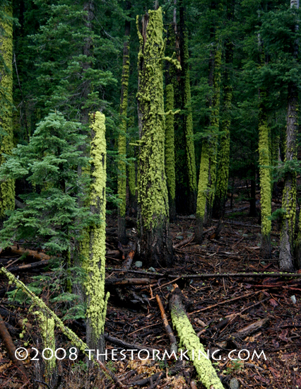 Nugget #155 E Trees covered in green lichen Nugget #155 E Trees covered in green lichen