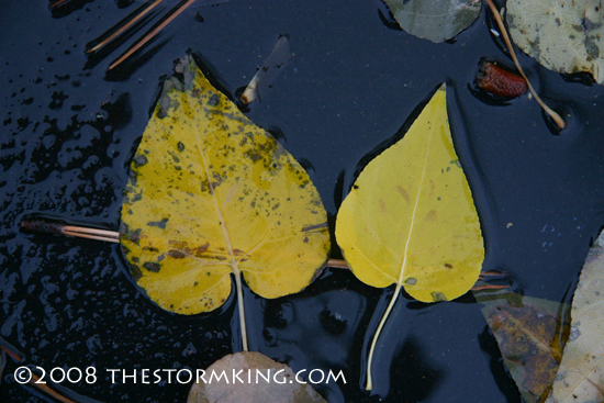 Nugget #155 G Aspen leaves in Nov rain Nugget #155 G Aspen leaves in Nov rain