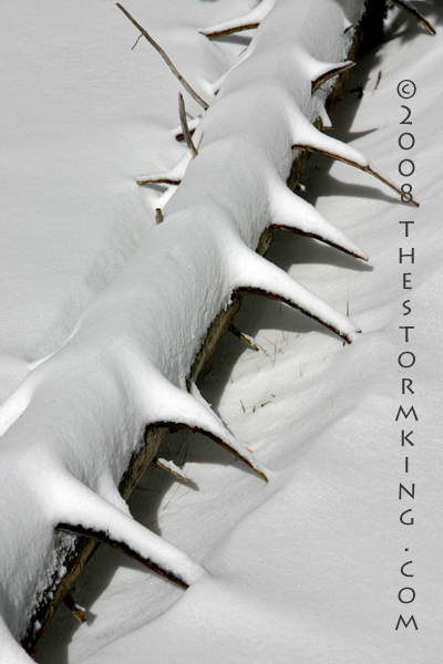 Nugget #156 E Snow spikes on fallen tree Nugget #156 E Snow spikes on fallen tree