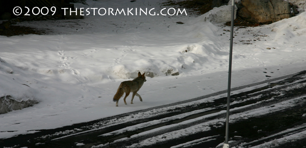 Nugget #164 G Coyote Looking for Stray Cats Nugget #164 G Coyote Looking for Stray Cats