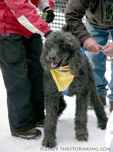 Nugget #168 D Poodle Ready to Rumble Nugget #168 D Poodle Ready to Rumble