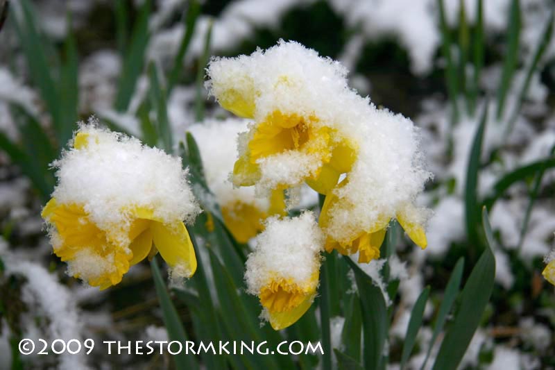 Nugget #172 B Snow on Daffodils Nugget #172 B Snow on Daffodils