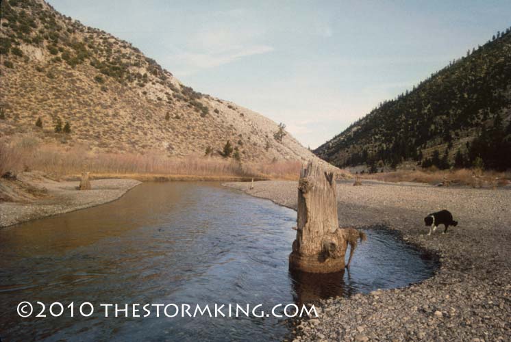 7 Nugget #189 Walker River Drought Tree