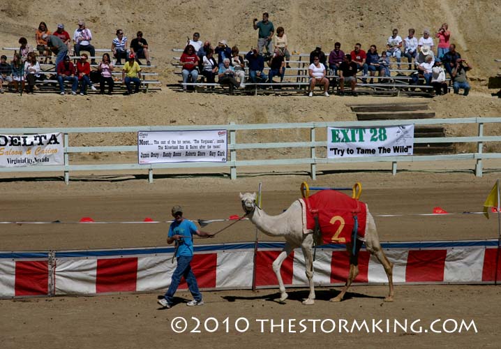 2 Nugget #190 Rare Albino Camel