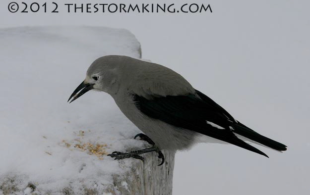 Nugget #224 Clark Nutcracker