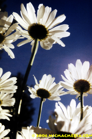 Nugget #77 A Daisies Nugget #77 A Daisies