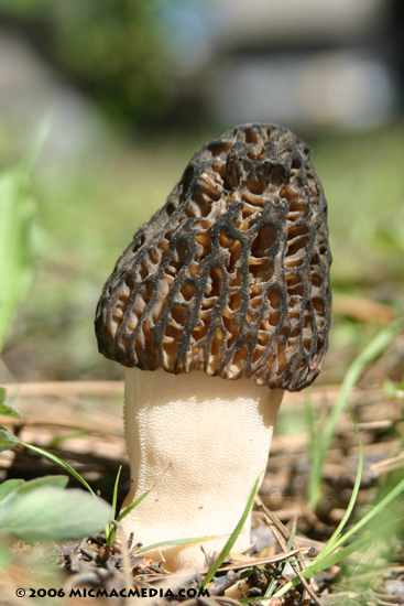 Nugget #77 C Tahoe morel mushroom Nugget #77 C Tahoe morel mushroom