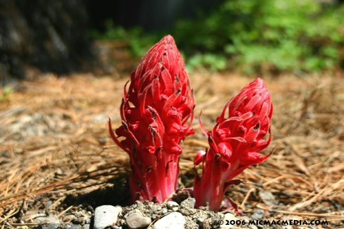 Nugget #77 D Snowplant Nugget #77 D Snowplant