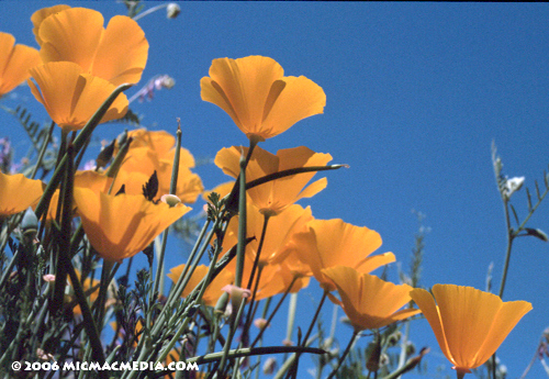 Nugget #77 E Poppies resized02 Nugget #77 E Poppies resized02