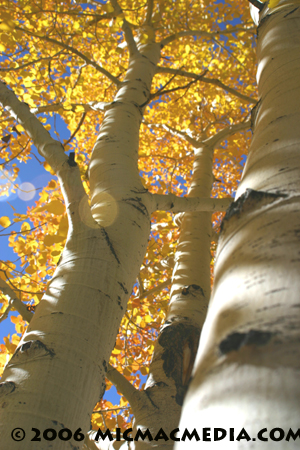 Nugget 94 D aspen tree trunks Nugget 94 D aspen tree trunks