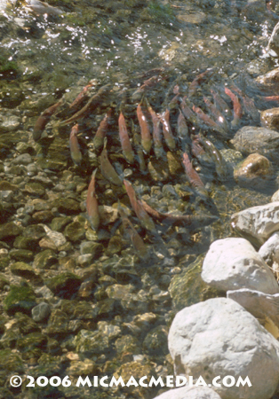 Nugget #95 A Kokanee Salmon school001-01 copy Nugget #95 A Kokanee Salmon school001-01 copy