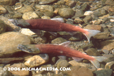 Nugget #95 B Pair Kokanee males002-01 copy Nugget #95 B Pair Kokanee males002-01 copy